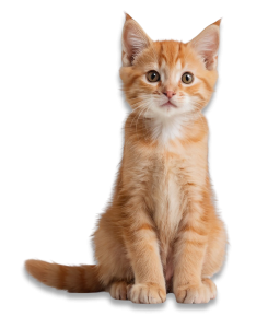 Cat charity rescue | Orange cat