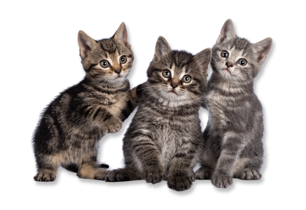 Cat charity rescue | Kittens